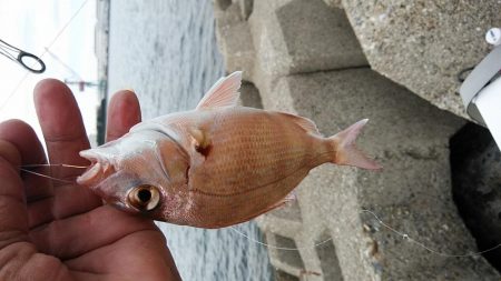 東二見西水路へキス調査