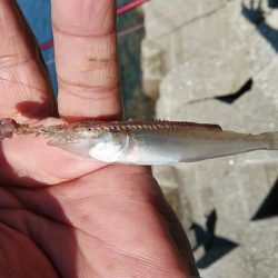 キスの引き釣りでカレイが釣れました