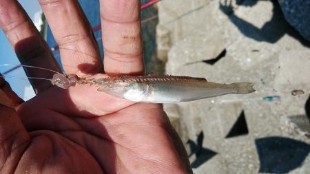 キスの引き釣りでカレイが釣れました