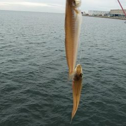 東二見白灯台波止へキス調査