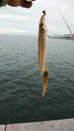 東二見白灯台波止へキス調査