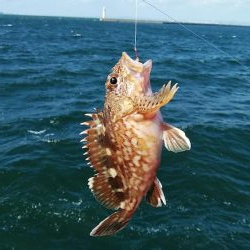 播磨新島のキスが復活