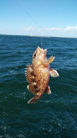 播磨新島のキスが復活