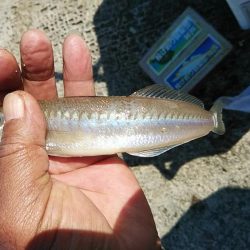 播磨新島のキス釣査