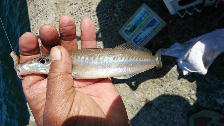 播磨新島のキス釣査