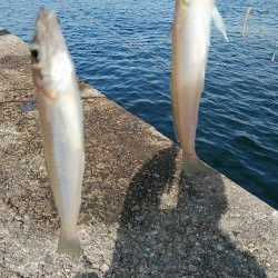 今日も播磨新島のキス釣査