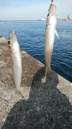 今日も播磨新島のキス釣査