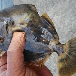 終盤を迎えた播磨新島のキス