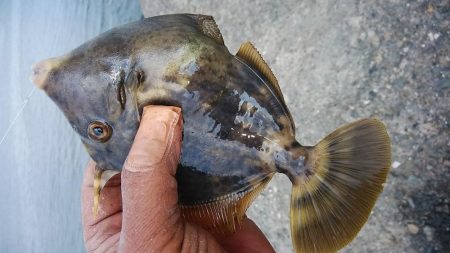 終盤を迎えた播磨新島のキス