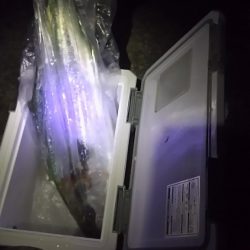 やったー！ルアーで初めて釣れました！