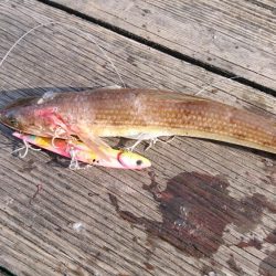 筏ショアジギング