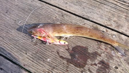 筏ショアジギング