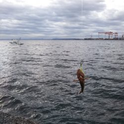 鱗付けはチビガシラ