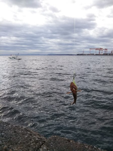 鱗付けはチビガシラ