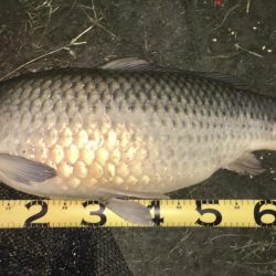 台風後のヘドロ濁りで