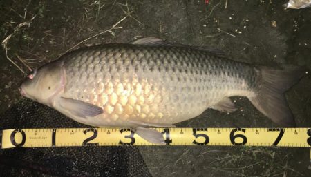 台風後のヘドロ濁りで