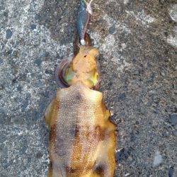 イカの気持ち２