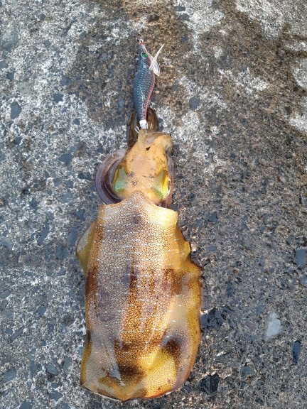 イカの気持ち２