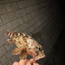 南港シーサイドコスモ