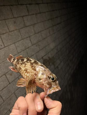 南港シーサイドコスモ