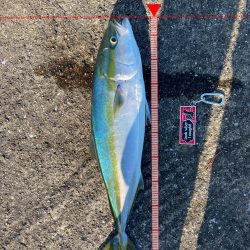 続メジロリベンジ