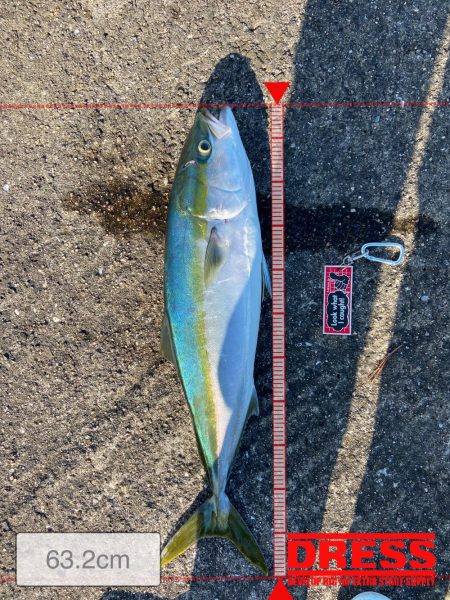 続メジロリベンジ