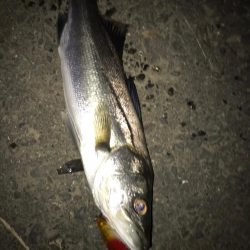 シーバス釣りパート2