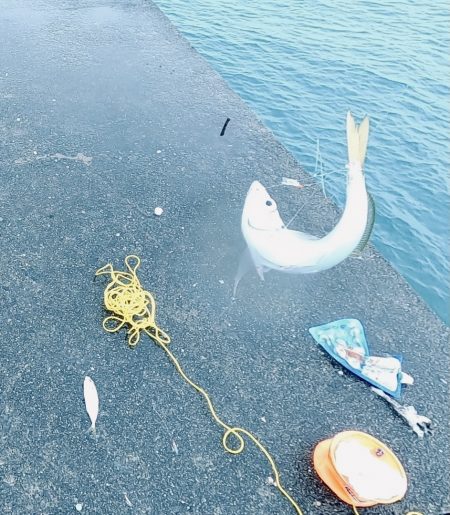 おっきいアジ釣れたよー