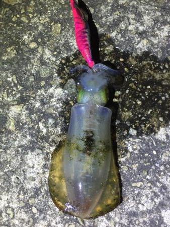 アオリ求めて垂水〜加古川