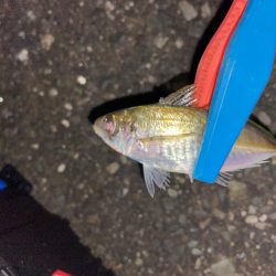 寒さ堪えるアジング