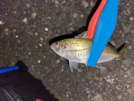 寒さ堪えるアジング