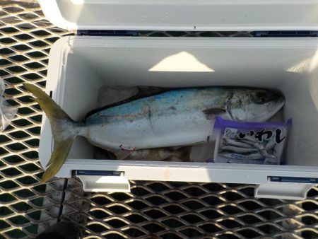 でかっ!めちゃ引いた〜