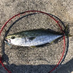 メジロ釣れたー