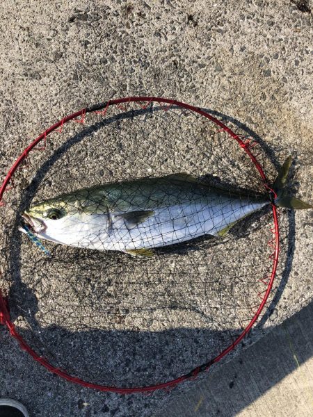 メジロ釣れたー