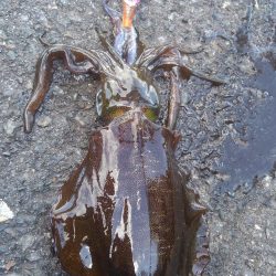 ポイント変えて?