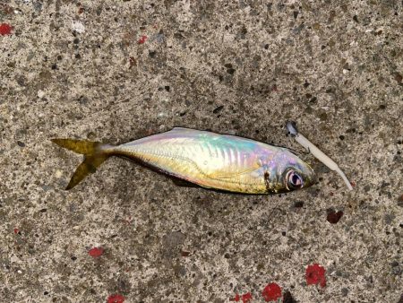 雨の中でも釣り