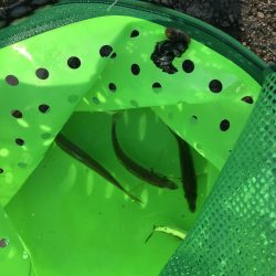 Gotoフィッシング