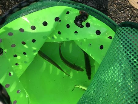 Gotoフィッシング