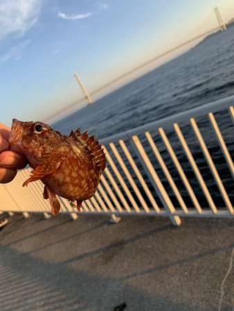 ハゲ鍋のはずが