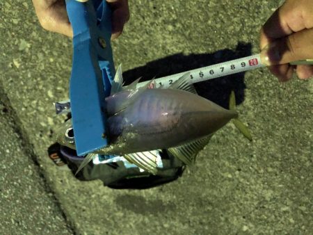 アオリイカ狙いでしたが…