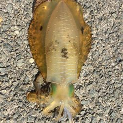 アオリイカ!250g×2