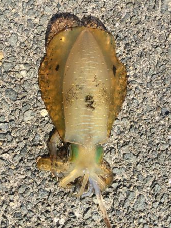 アオリイカ!250g×2