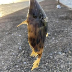 爆風ショアジギング+α