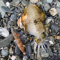 太刀魚とアオリ