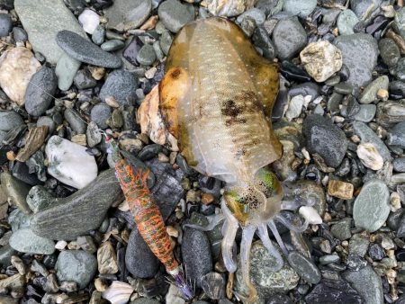 太刀魚とアオリ