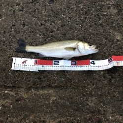 釣り人多いです、