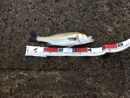 釣り人多いです、