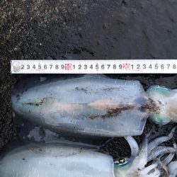 2020 佐渡ヶ島エギング 37回目