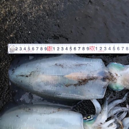 2020 佐渡ヶ島エギング 37回目