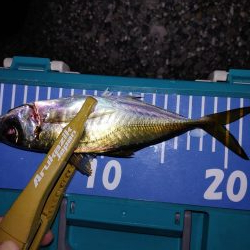 アジング自己最多!